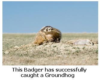 North American Badger catching a Groundhog