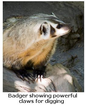 North American Badger showing claws for digging