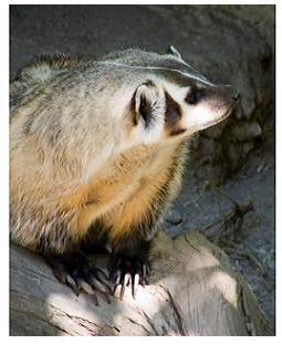 North American Badger