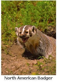 North American Badger emerging from its den - Taxidea taxus