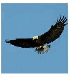Bald Eagle in Flight, showing white head and tail