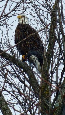 adult bald eagle in a tree