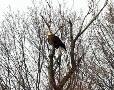 Bald Eagle - London, Ontario