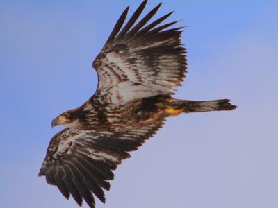 Juvenile Bald Eagle, Brantford, Ontario, Canada