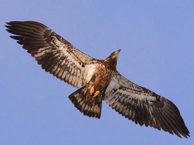 Juvenile Bald Eagle, Brantford, Ontario, Canada