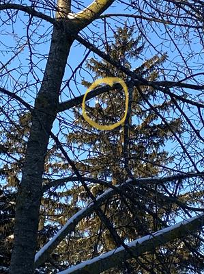 Bald Eagle in spruce tree, Brampton