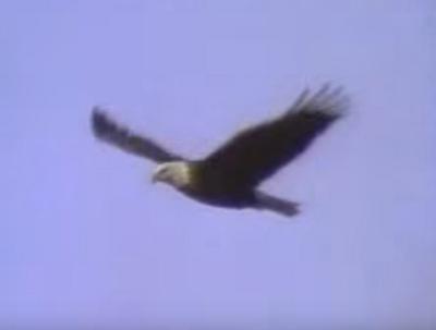 Bald Eagle, Ontario, Canada