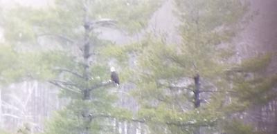 Bald Eagle in Verona, Ontario
