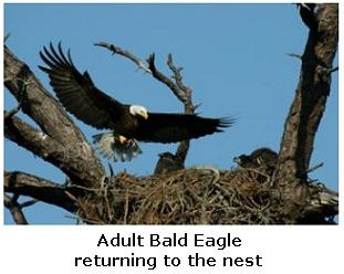 Bald Eagle's Nest with two eaglets in the nest