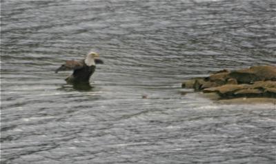 Bald Eagle at Big Bald Lake, Ontario