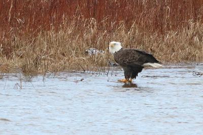 Bald Eagle on the Maitland