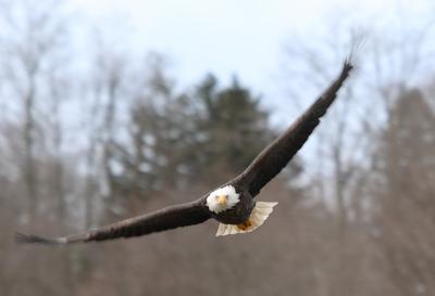 Maitland Bald Eagle