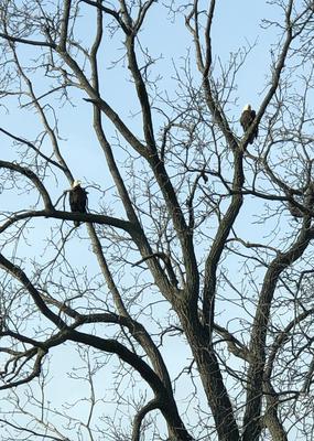 Bald Eagle Beauties 