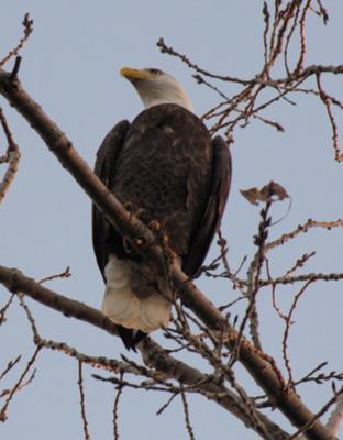 Bald Eagle sighted near Strathroy 