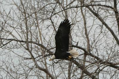 Bald Eagle