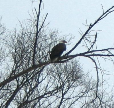 Bald Eagle, Ontario