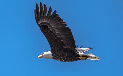 Bald Eagle in flight