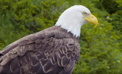 Bald Eagle