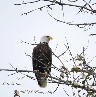 Bald Eagle, Iron Bridge, Ontario