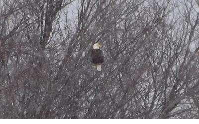 Harrison the Bald Eagle