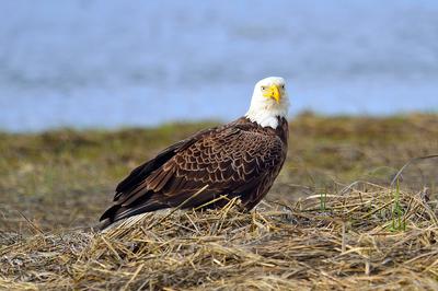 bald eagle in the straw