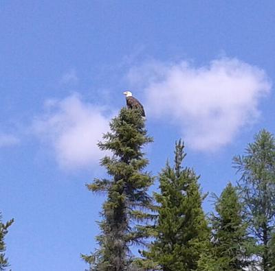 Butler Lake Bald Eagle in Northern Ontario 