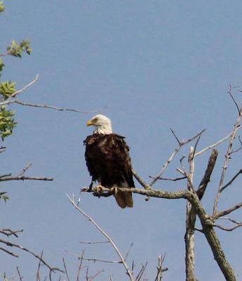 Mississauga Bald Eagle