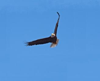 Bald Eagle - Tillsonburg, Ontario