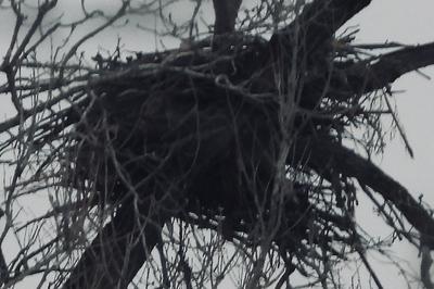 Bald Eagle nest