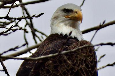 Bald Eagle looking majestic
