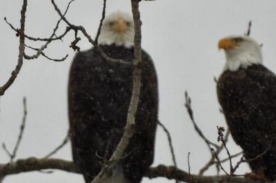 Bald Eagle parents