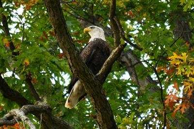 Bald Eagle in Toronto