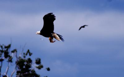 Bald Eagle in flight with prey