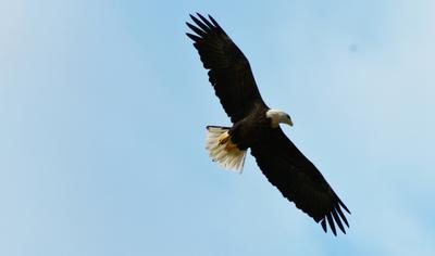 Adult Bald Eagle in flight