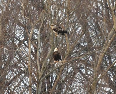 bald eagles