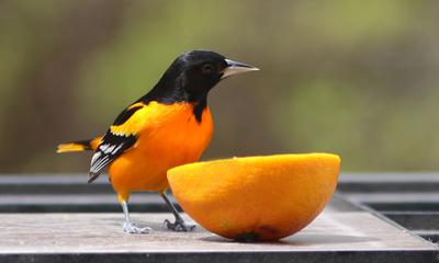 Male Baltimore Oriole