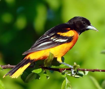 Baltimore Oriole on a branch, summer visitor to Ontario, Canada