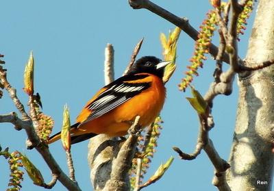 Baltimore Oriole