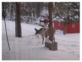 White Tailed Deer checking out the Christmas decoration deer, Beck Line, St Thomas, Ontario