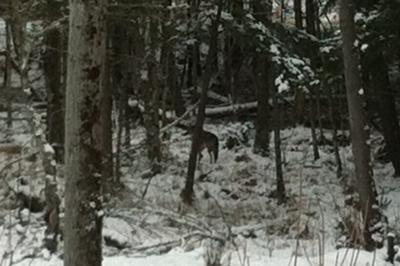 Dec 27/12 Wolf through our window, first seen 10 ft from our front porch