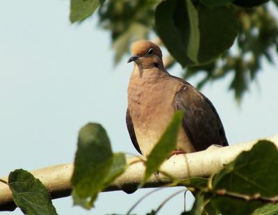 Mourning Dove enjoying the last rays of sunshine