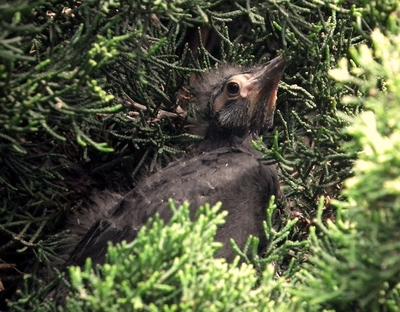 Baby Grackle - a new visitor to the garden