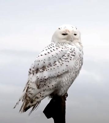 Snowy Owl in the Snow