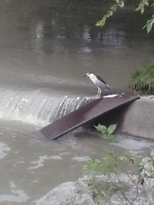 Black Crowned Night Heron