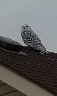 Snowy Owl on the roof