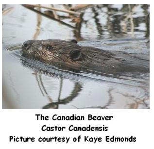 Canadian Beaver in a pond