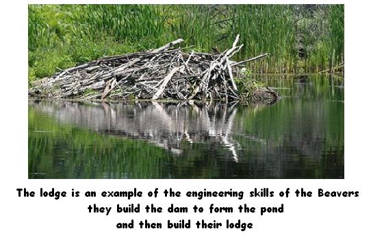 Beaver Lodge in a pond, Ontario, Canada