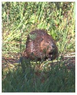 Canadian Beaver at the side of the beaver pond