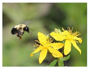 Bee - Canadian Animals, pollinating a yellow flower