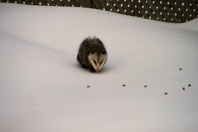 Eating pellets